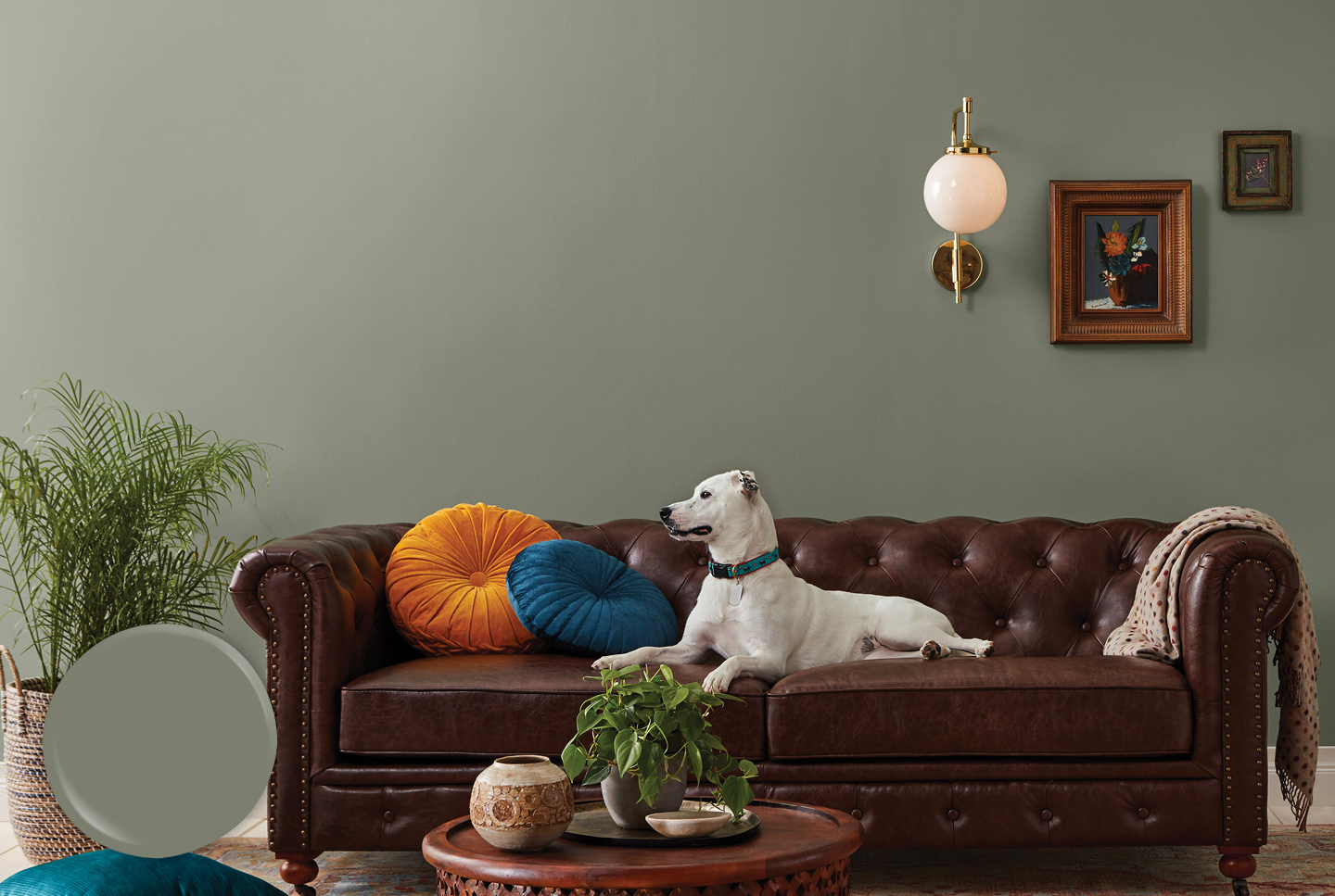 Large white dog laying on leather couch against a Warm Eucalyptus wall. Round pillows on sofa.
